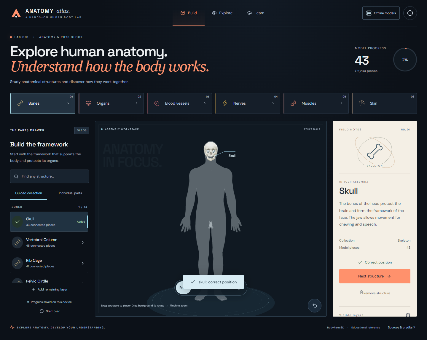 Actual Anatomy Atlas assembly workspace showing a placed skull and correct-position feedback